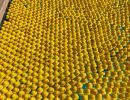 duck derby 2021  1 