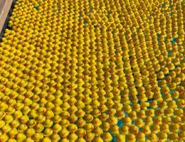 duck derby 2021  1 